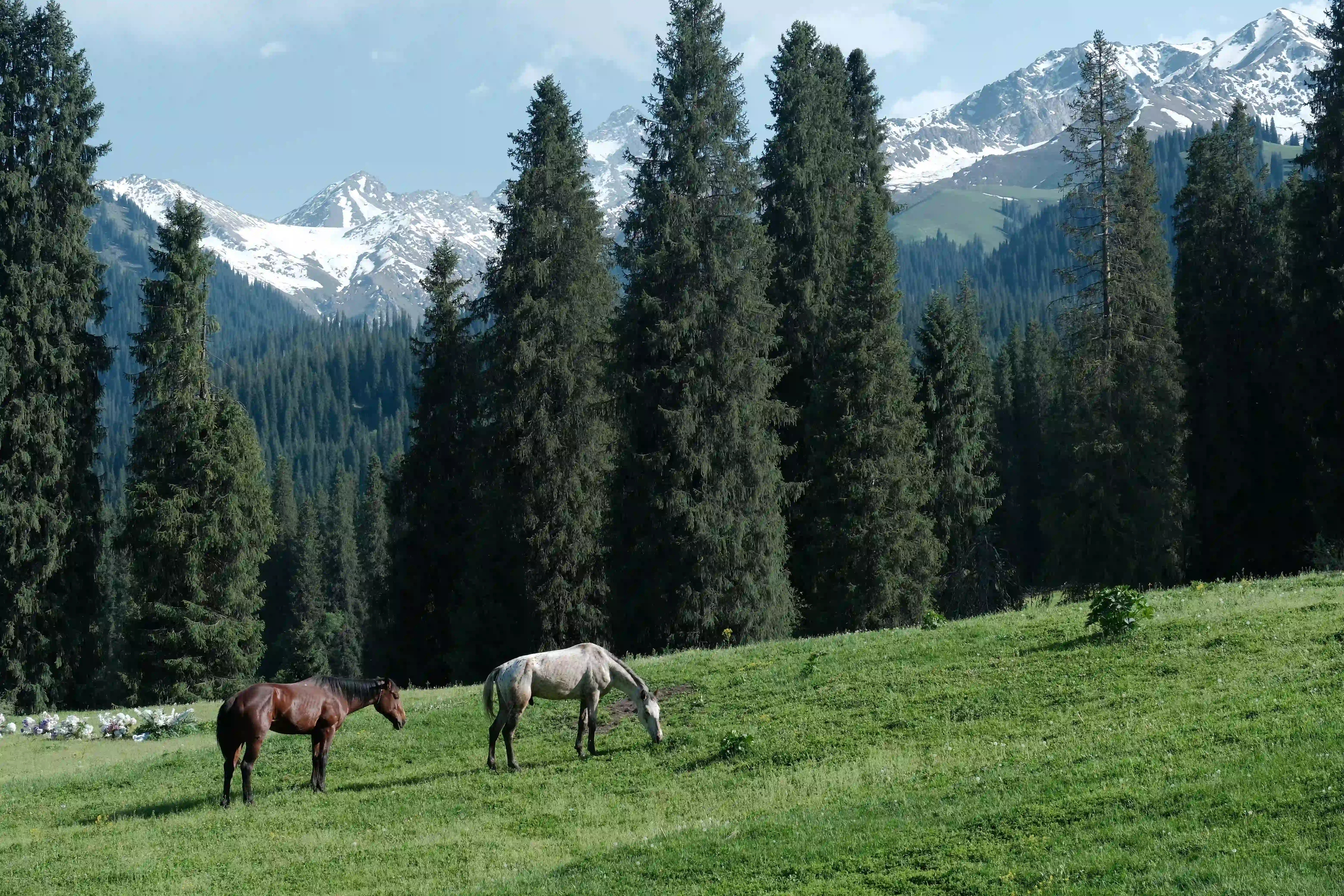 home-banner-background